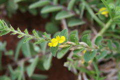 Crotalaria hebecarpa